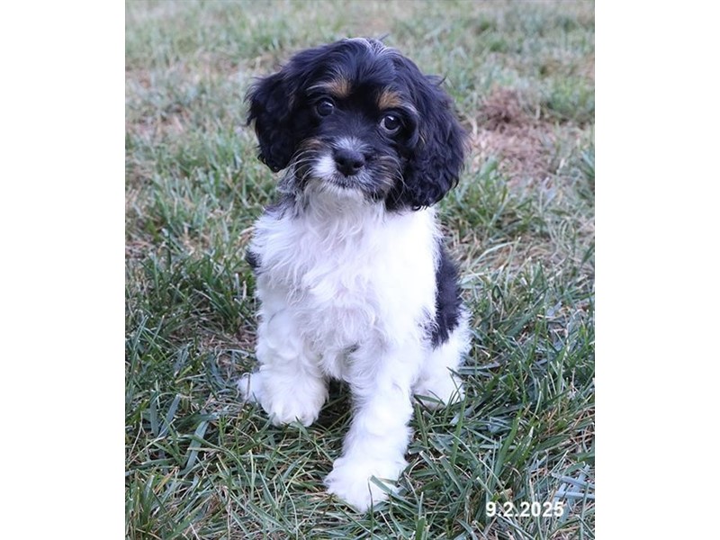 Cavapoo – 21705