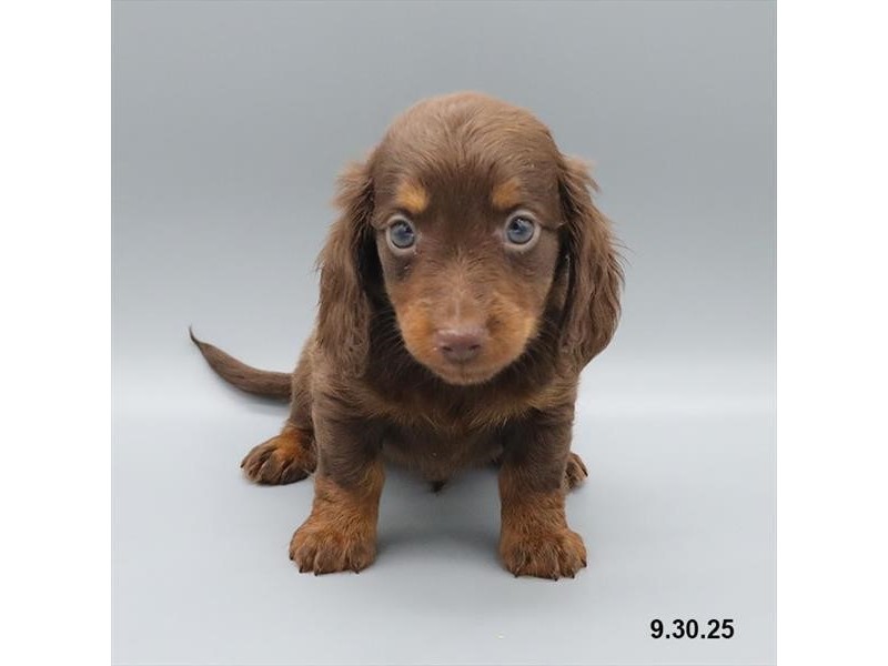 Dachshund – 21706