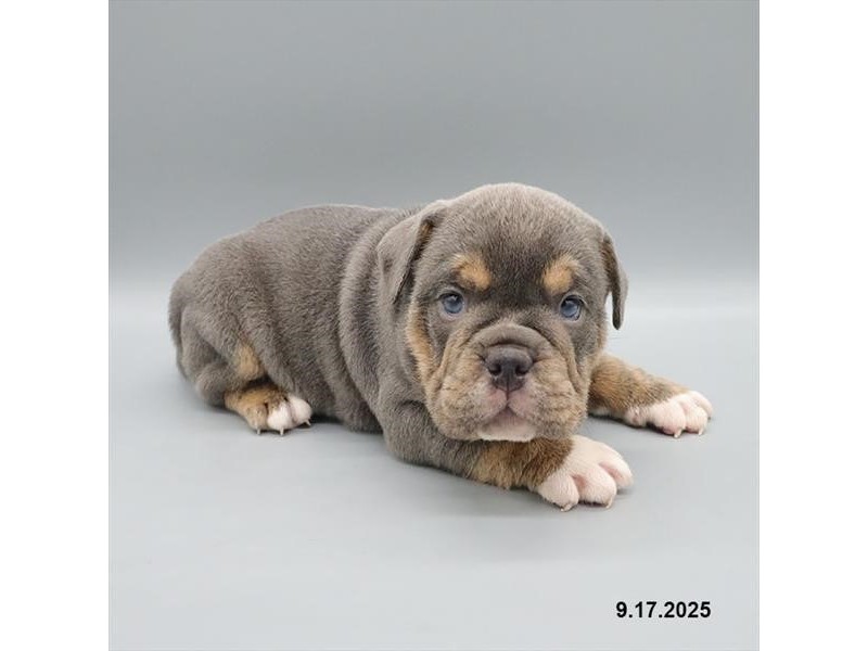 Beabull Bulldog – 21707