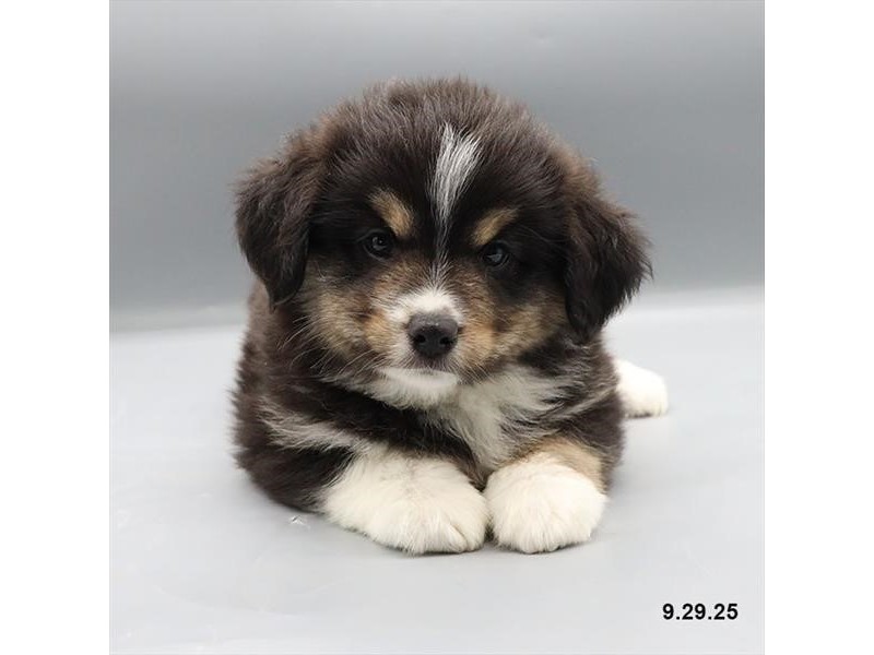 Miniature American Shepherd – 21708