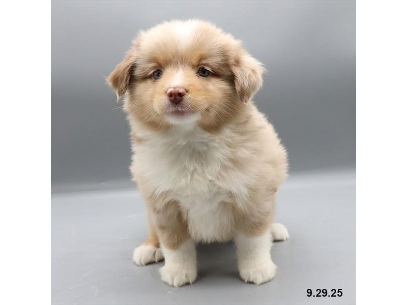 Mini American Australian Shepherd – 21709