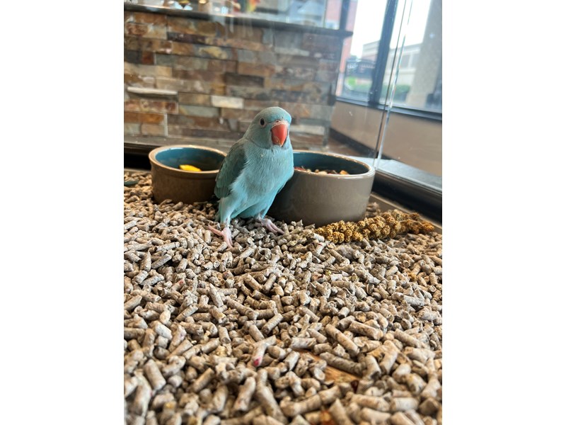 [#B283]  - Turquoise Female Turquoise Indian Ringneck Birds for Sale