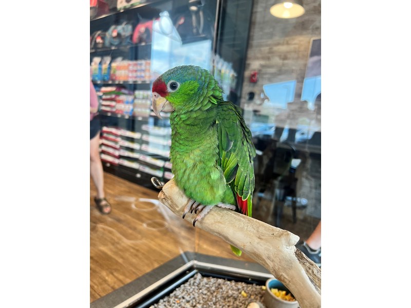 [#B289]  - Green, Lilac, Red Male Red Crowned Amazon Birds for Sale