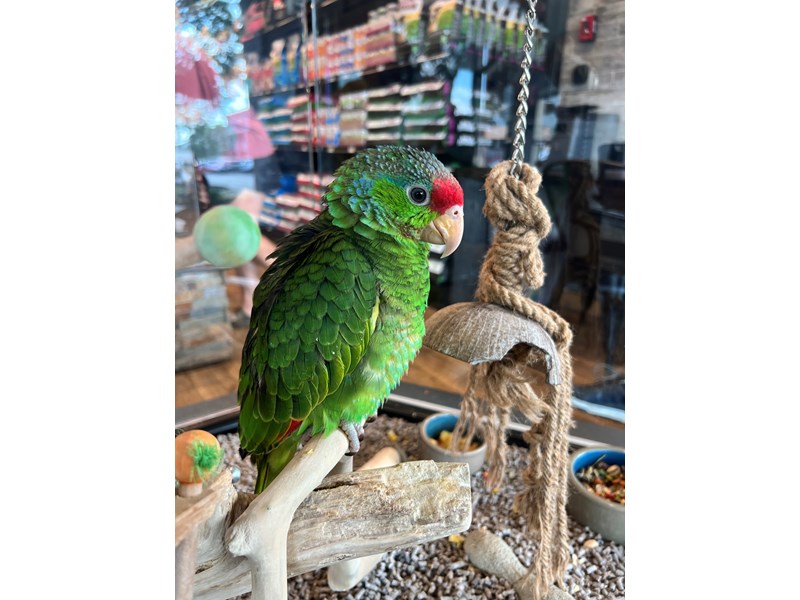 [#B290]  - Green, Lilac, Red Male Red Crowned Amazon Birds for Sale