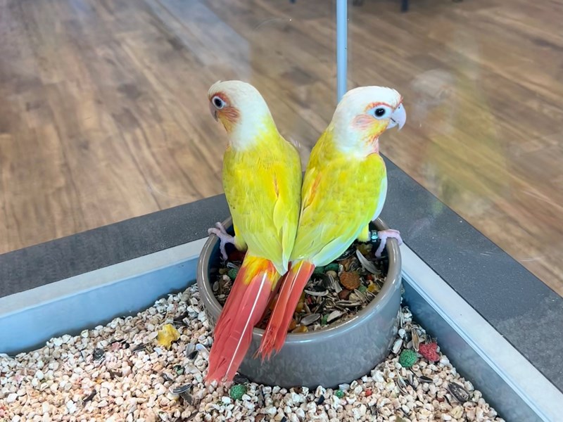 [#B288]  - Yellow, Green, Red Female Suncheek Conure Birds for Sale