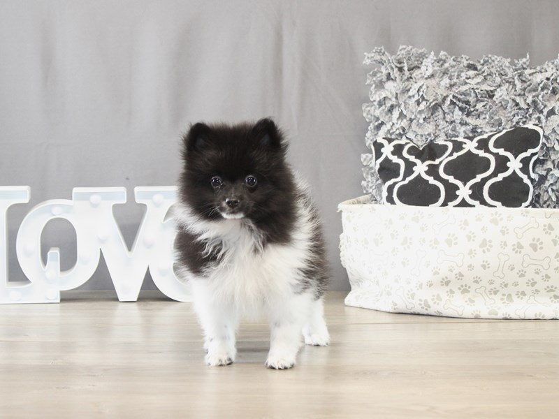 [#21690] Violet - Black/ White Female Pomeranian Puppies for Sale