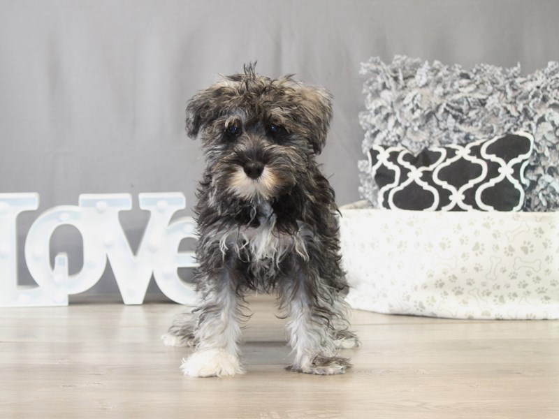 [#21681] Kate - Salt/ Pepper Female Miniature Schnauzer Puppies for Sale