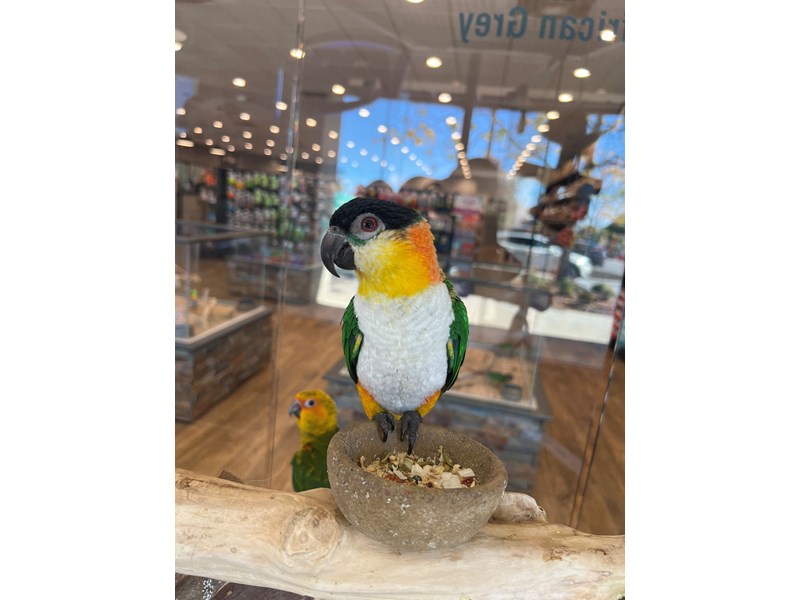 [#B292]  - Black, Yellow, Orange, White, Green Male Black Headed Caique Birds for Sale