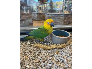 [#B297]  - Yellow, Orange, Red, Green, Blue Sun Conure Birds for Sale
