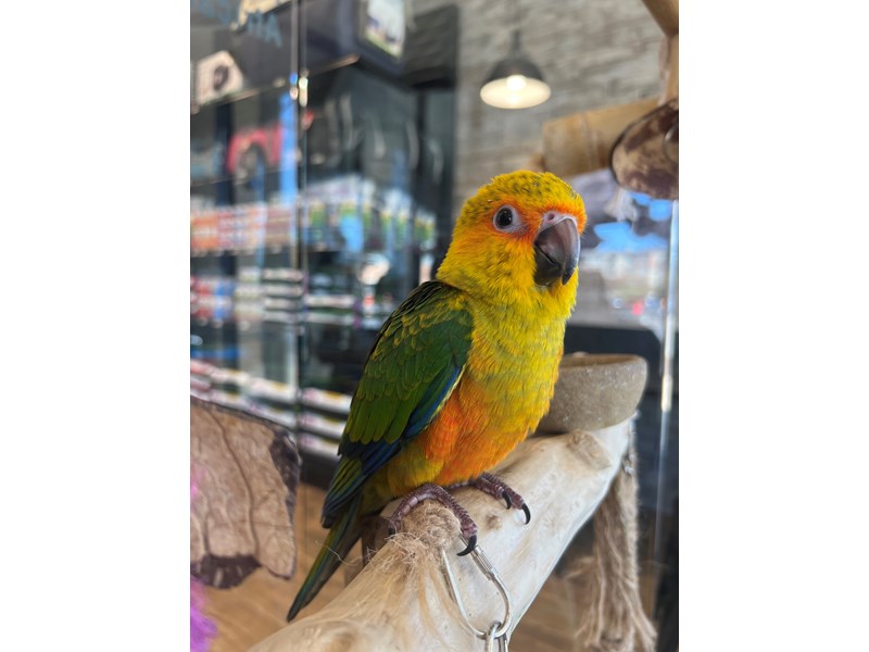 [#B296]  - Yellow, Orange, Red, Green, Blue Sun Conure Birds for Sale