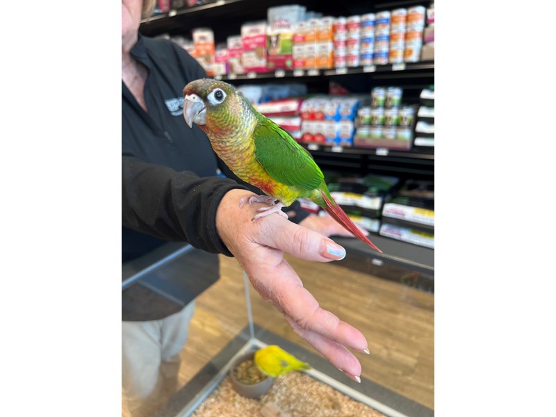 [#B294]  - Yellow, Orange, Red, Green, Blue, Black Yellowside Green Cheek Conure Birds for Sale
