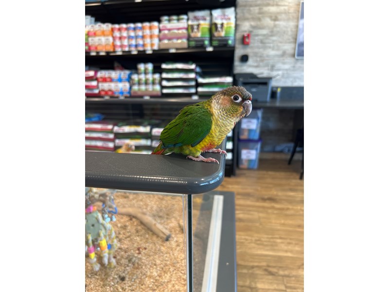 [#B295]  - Yellow, Orange, Red, Green, Blue, Black Yellowside Green Cheek Conure Birds for Sale