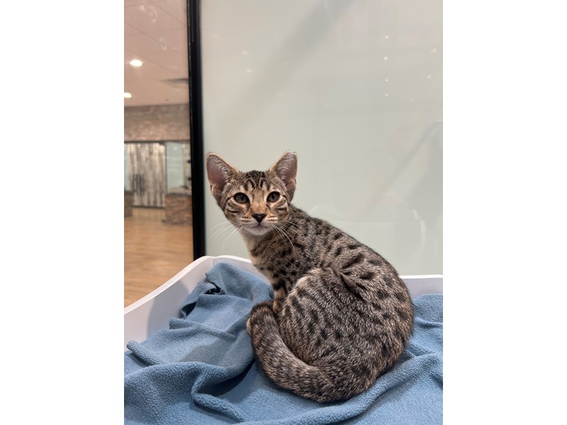 [#21710] Sarah - Brown Black Spotted Female Savannah Cat Kittens for Sale