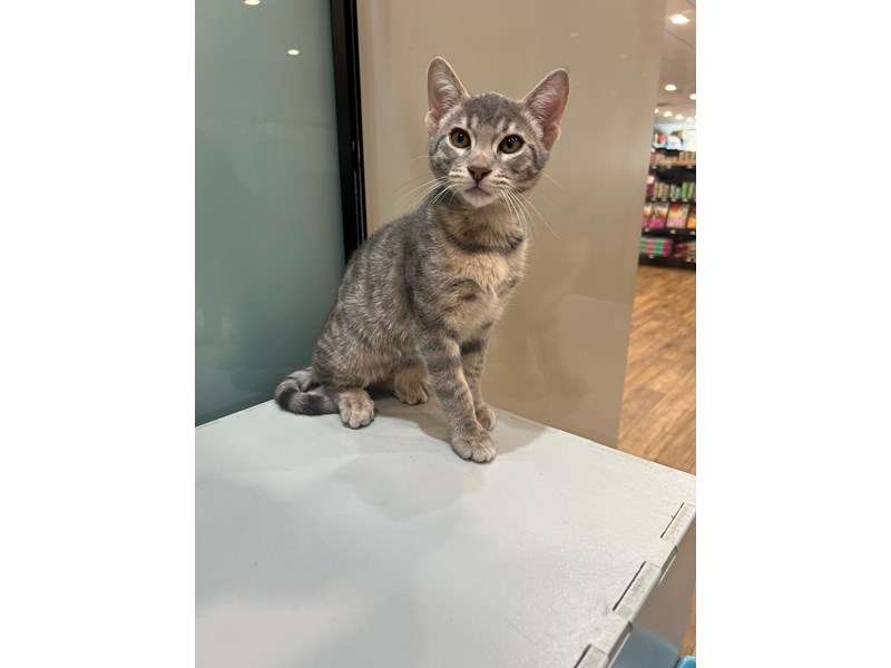 [#21712] Toby - Blue Silver Spotted Tabby Male Savannah Cat Kittens for Sale