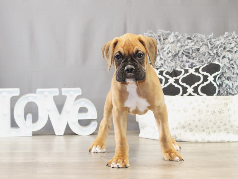 [#21724] Martin - Fawn/ White Male Boxer Puppies for Sale