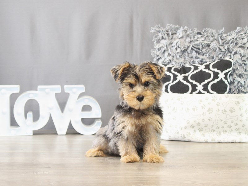 [#21722] Honey - Blue Merle Female Yorkshire Terrier Puppies for Sale