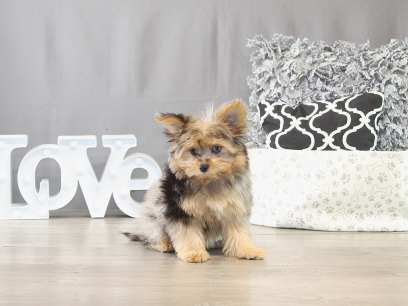 [#21717] Dixie - Merle Female Yoranian Puppies for Sale