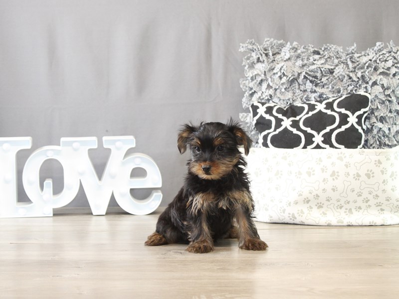 [#21700] Iris - Black / Tan Female Yorkshire Terrier Puppies for Sale