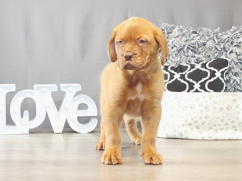 [#21730] Buster - Red Male Dogue De Bordeaux Puppies for Sale