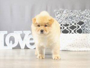 [#21729] Chowder - Cream Male Chow Chow Puppies for Sale