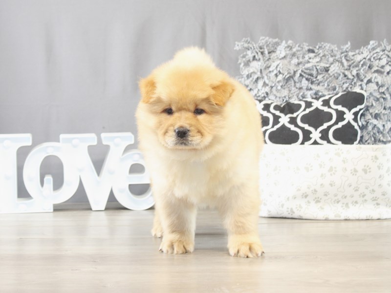 [#21729] Chowder - Cream Male Chow Chow Puppies for Sale