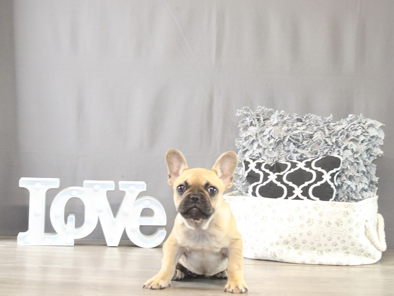 [#21744] Pepper - Fawn/ Black Mask Female French Bulldog Puppies for Sale