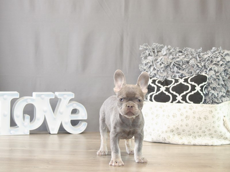 [#21748] Tilly - Lilac / Tan Female French Bulldog Puppies for Sale