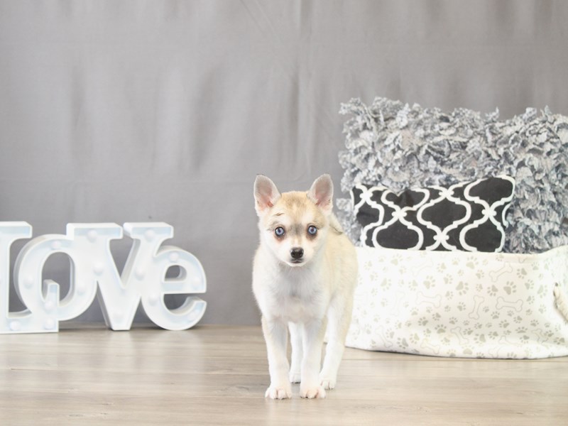 [#21741] Sparrow - Gray / White Female Alaskan Klee Kai Puppies for Sale