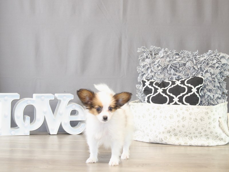 [#21745] Jada - White / Sable Female Papillon Puppies for Sale