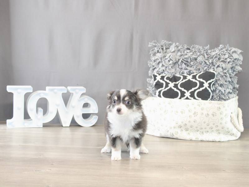 [#21765] Jesse - Black Tri-Colored Male Chihuahua Puppies for Sale