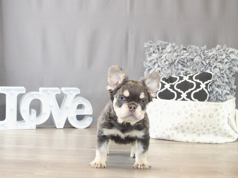 [#21769] Wolf - Lilac / Tan Male French Bulldog Puppies for Sale