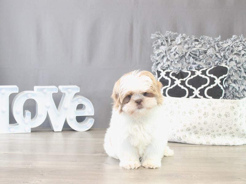 [#21762] Ruby - Gold / White Female Shih Tzu Puppies for Sale