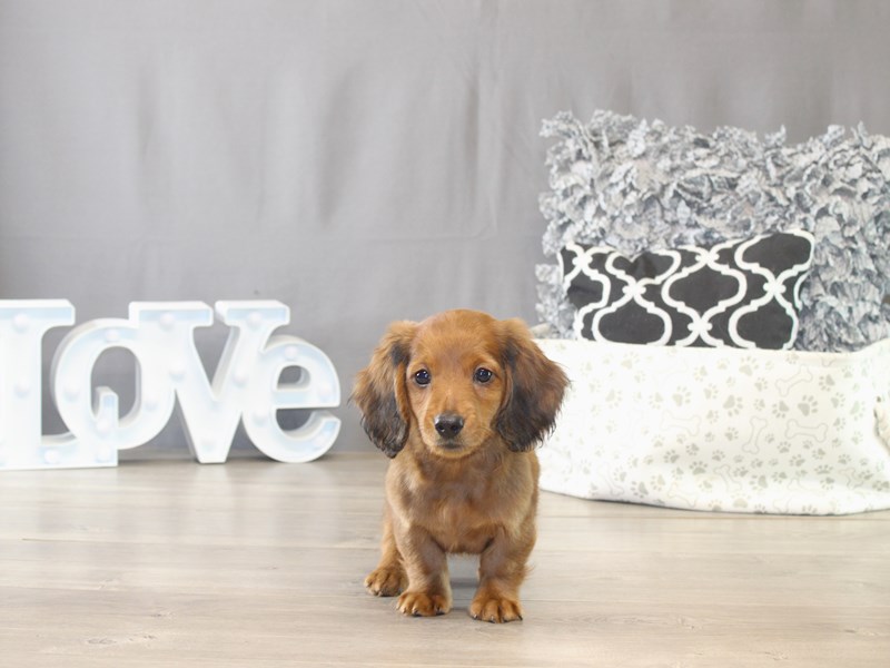 [#21760] Mugsy - Red Male Dachshund Puppies for Sale