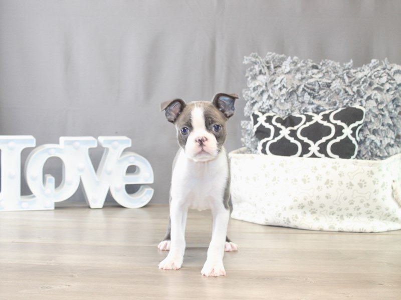 [#21758] Tina - Blue / White Female Boston Terrier Puppies for Sale