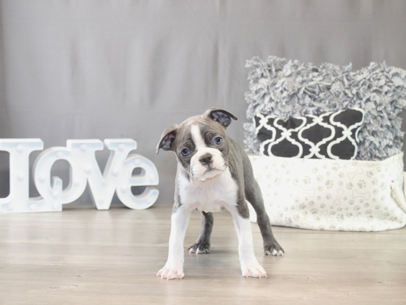[#21759] Bandit - Blue / White Male Boston Terrier Puppies for Sale
