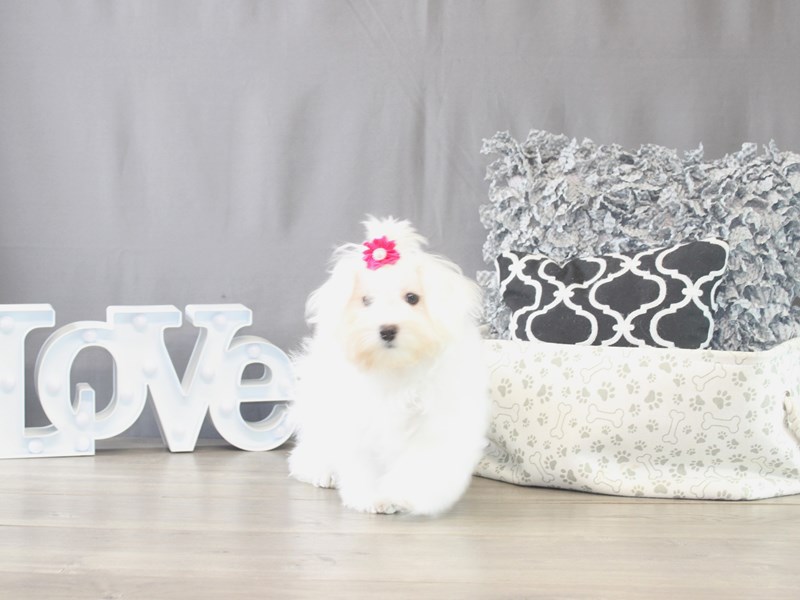 [#21671] Lily - White Female Maltese Puppies for Sale