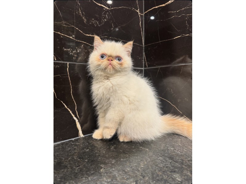 [#21755] Sasha - Flame Point Female Exotic Short Hair Kittens for Sale