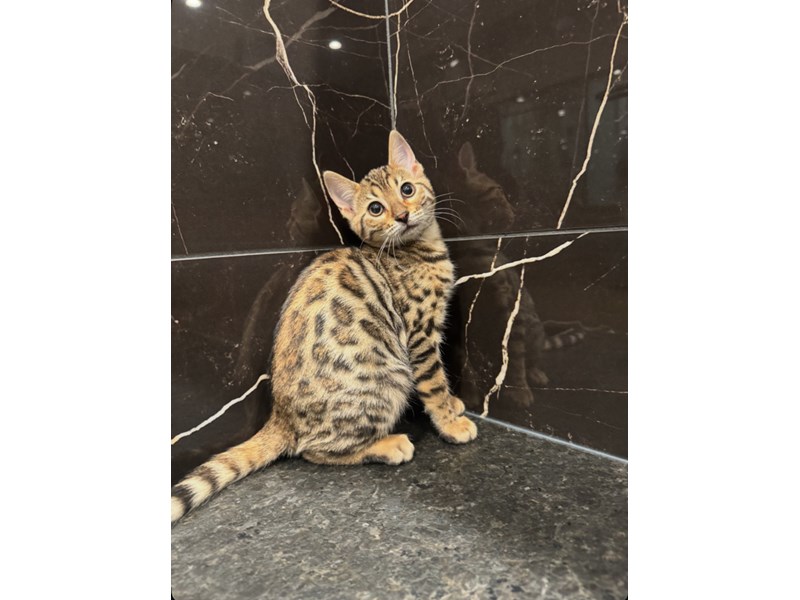 [#21771] Zelda - Brown Black Spotted Tabby Female Bengal Kittens for Sale