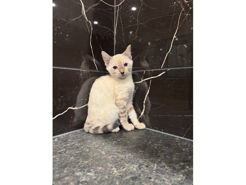 [#21773] Sandy - Seal Spotted Lynx Tabby Female Bengal Kittens for Sale