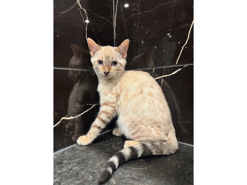 [#21772] Chloe - Seal Spotted Lynx Tabby Female Bengal Kittens for Sale