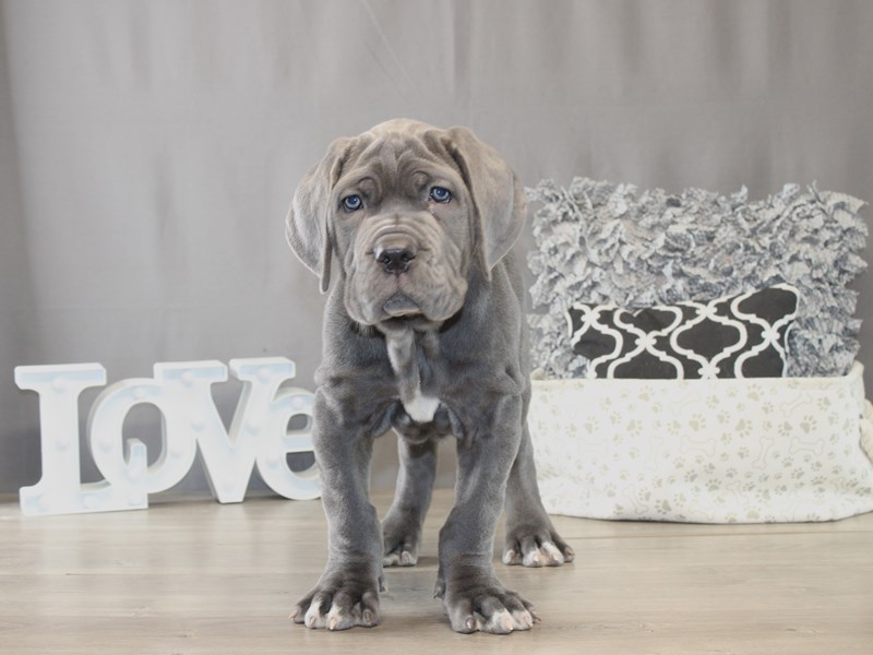 [#21787] Neptune - Blue Male Neapolitan Mastiff Puppies for Sale