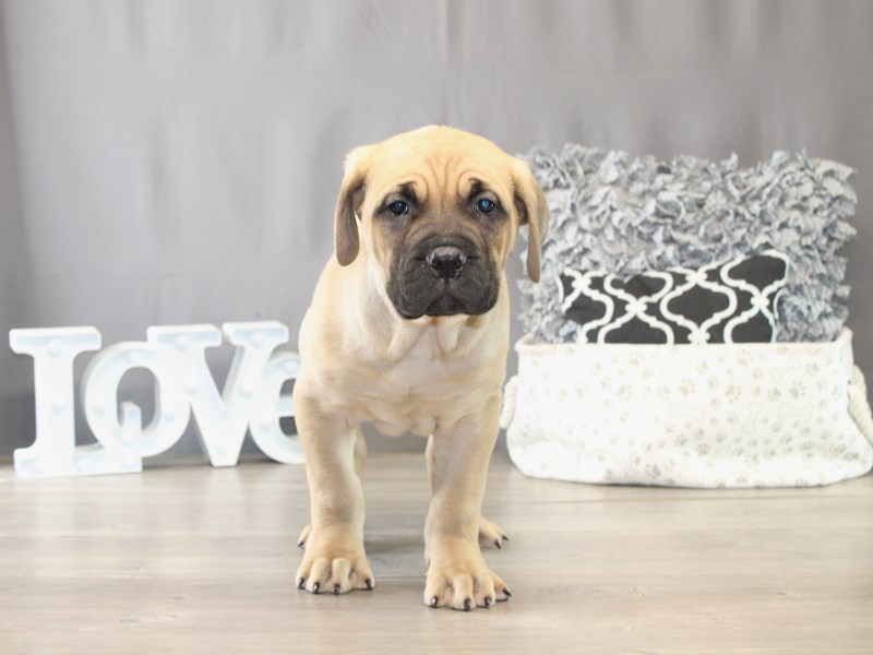 [#21777] Hercules - Fawn Male Cane Corso Puppies for Sale