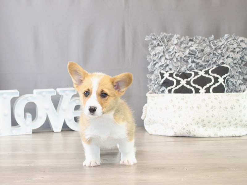[#21784] Peter - Red / White Male Pembroke Welsh Corgi Puppies for Sale