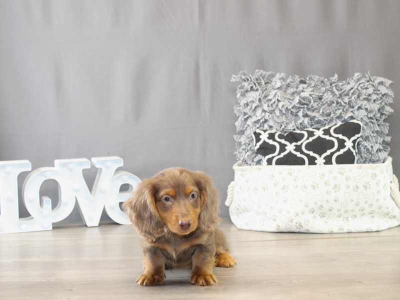 [#21781] Zeus - Chocolate / Tan Male Dachshund Puppies for Sale