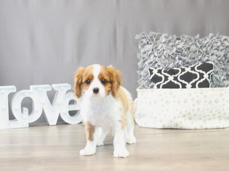 [#21786] Oliver - Blenheim Male Cavalier King Charles Spaniel Puppies for Sale