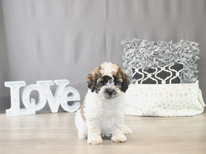 [#21775] Lennon - Sable / White Male Cockapoo Puppies for Sale