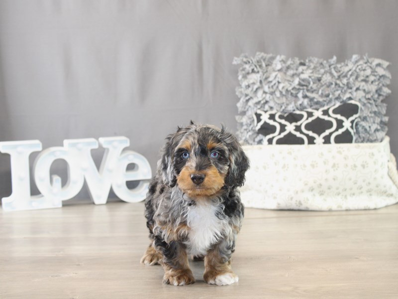 [#21774] Butch - Black/Tan Silver Dapple Male Dachshund Puppies for Sale