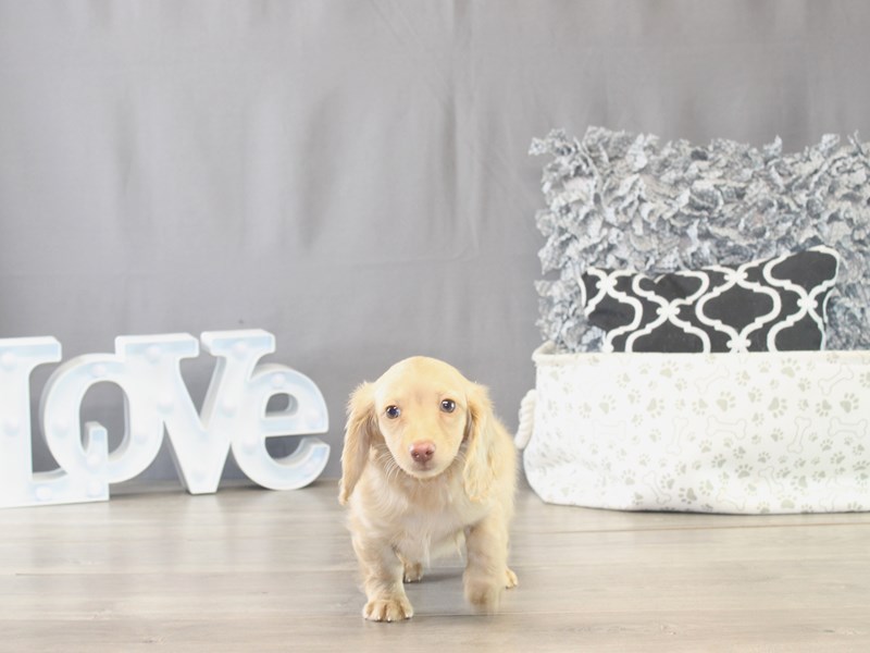 [#21780] Brandy - Cream Female Dachshund Puppies for Sale