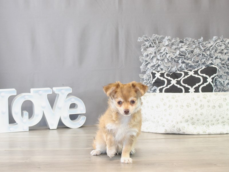 [#21764] Charlie - Chocolate Sable / White Male Chihuahua Puppies for Sale