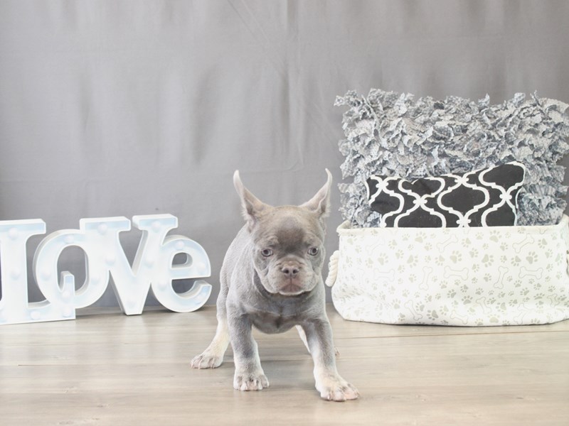 [#21749] Gunner - Lilac / Tan Male French Bulldog Puppies for Sale